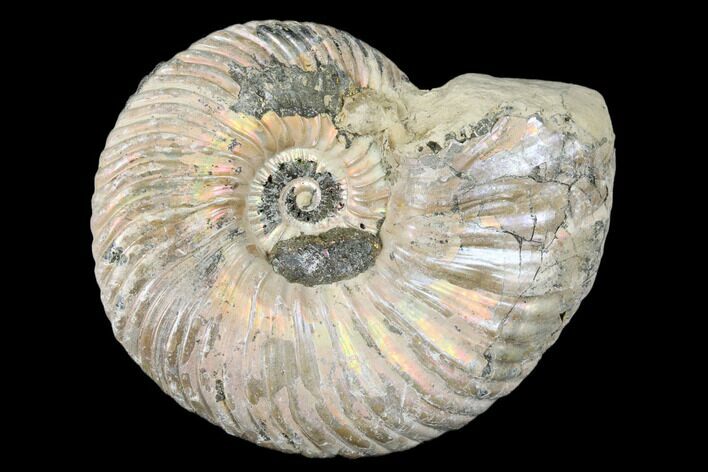 Iridescent, Pyritized Ammonite (Quenstedticeras) Fossil - Russia #175001